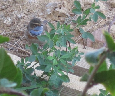 Blaukehlchen Blaukehlchen
