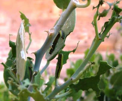 Raupen und Fra&szlig;spuren eines Wei&szlig;lings auf einem Kapernstrauch