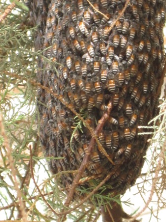 Bienenvolk in einer Tamariske Bienenvolk in einer Tamariske