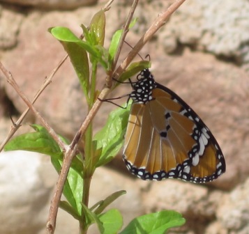 Kleiner Monarch (Danaus chrysippus) Kleiner Monarch (Danaus chrysippus)