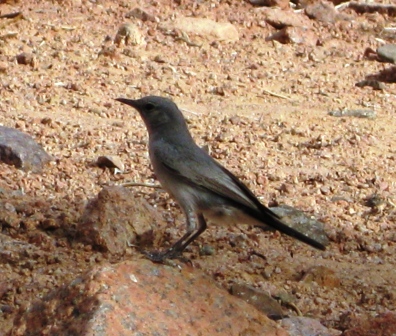 Schwarzschwanz Schwarzschwanz