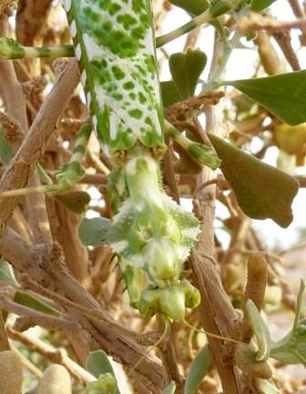 Gottesanbeterin Gottesanbeterin