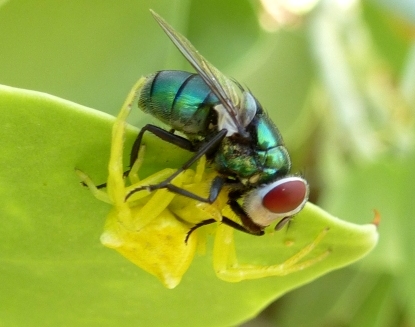 Krabbenspinne auf Kapernblatt fängt Fliege Krabbenspinne auf Kapernblatt fängt Fliege
