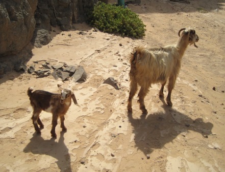 Ziegen in der Wüste Ziegen in der Wüste