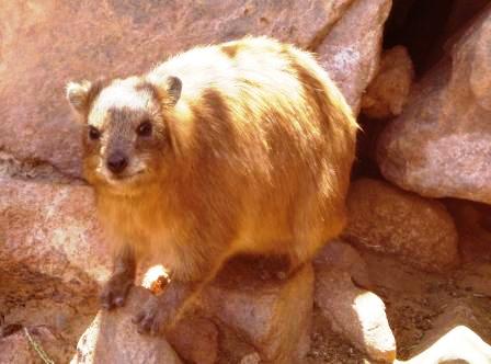 Klippschliefer Klippschliefer