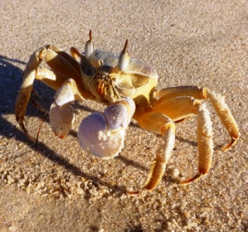 Krabbe am Strand Krabbe am Strand