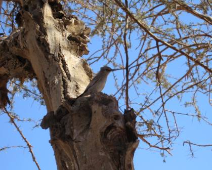 Blauracke in Akazie Blauracke in Akazie