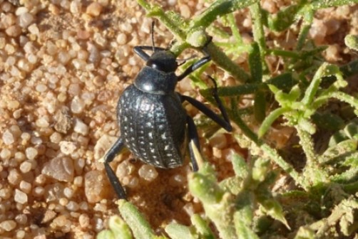 Schwarzkäfer Schwarzkäfer
