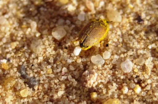 Käfer voller Blütenstaub Käfer voller Blütenstaub