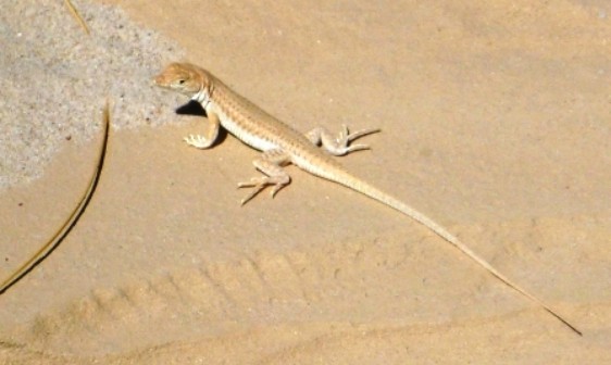 Fransenfinger (eine Eidechsenart) Fransenfinger (eine Eidechsenart)