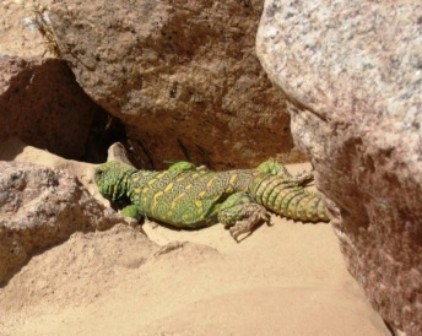 Dornschwanzagame (Uromastyx ornata) Dornschwanzagame (Uromastyx ornata)