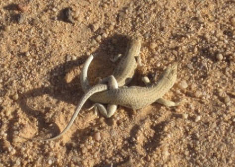 Fransenfinger-Paarungsritual Fransenfinger-Paarungsritual