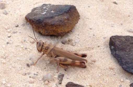 Heuschrecke Heuschrecke