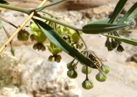 Schwebfliege auf Gomphocarpus sinaicus Schwebfliege auf Gomphocarpus sinaicus