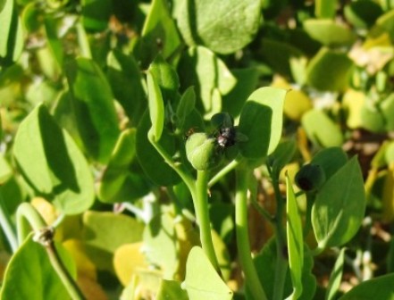 Fliege und Ameise auf einer Kaperknospe Fliege und Ameise auf einer Kaperknospe