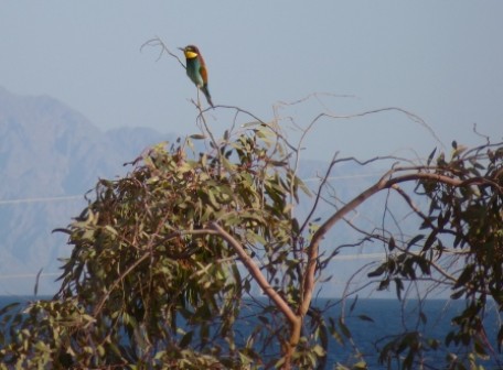Bienenfresser Bienenfresser