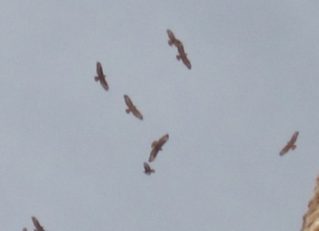 ziehende Bussarde ziehende Bussarde