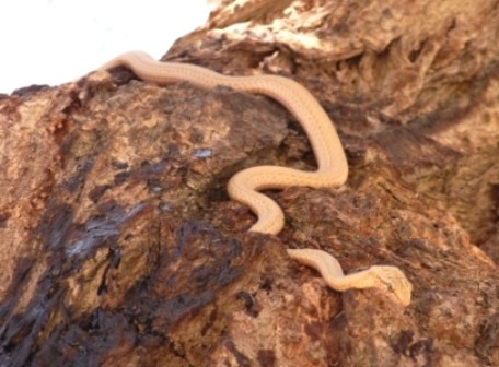 Schlange in der Astgabel einer Akazie Schlange in der Astgabel einer Akazie