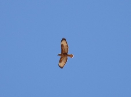 Bussard Bussard