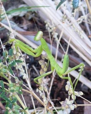 Gottesanbeterin Gottesanbeterin