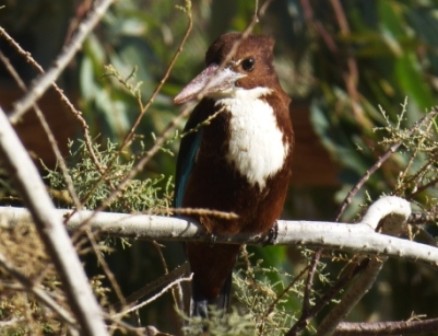 Braunliest in Tamariske Braunliest in Tamariske