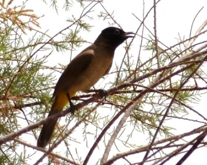 Gelbsteißbülbül Gelbsteißbülbül