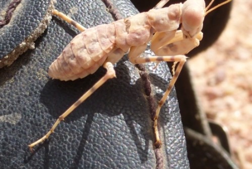 Fangschrecke (Mantodea) der Gattung Eremiaphila. Am Boden lebende Gottesanbeterin. Seitenansicht Fangschrecke (Mantodea) der Gattung Eremiaphila. Am Boden lebende Gottesanbeterin. Seitenansicht